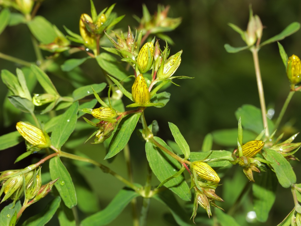 Hypericum maculatum 